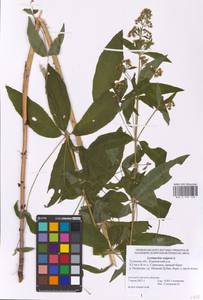 Lysimachia vulgaris L., Eastern Europe, Central region (E4) (Russia)