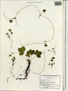 Fragaria vesca L., South Asia, South Asia (Asia outside ex-Soviet states and Mongolia) (ASIA) (China)