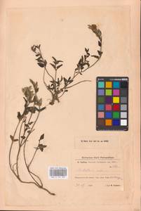 MHA 0 155 509, Scutellaria supina L., Eastern Europe, Eastern region (E10) (Russia)