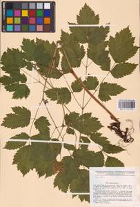Actaea spicata L., Eastern Europe (no precise locality) (E0)