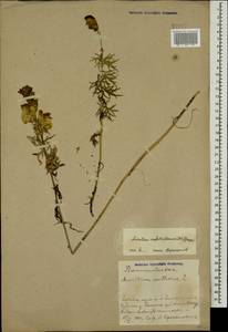 Aconitum confertiflorum (DC.) Gáyer, Caucasus, Azerbaijan (K6) (Azerbaijan)