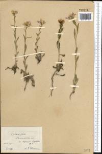 Clausia aprica (Stephan) Korn.-Trotzky, Middle Asia, Northern & Central Kazakhstan (M10) (Kazakhstan)