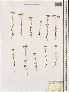 Valerianella coronata (L.) DC., Caucasus, Krasnodar Krai & Adygea (K1a) (Russia)