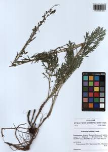 Artemisia latifolia Ledeb., Siberia, Altai & Sayany Mountains (S2) (Russia)