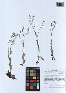 Myosotis imitata Serg., Siberia, Altai & Sayany Mountains (S2) (Russia)