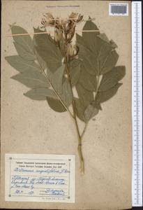Dictamnus albus L., Middle Asia, Northern & Central Tian Shan (M4) (Kyrgyzstan)