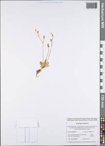 Micranthes tenuis (Wahlenb.) Small, Eastern Europe, Northern region (E1) (Russia)