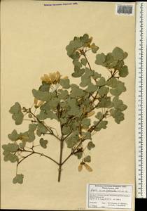 Acer monspessulanum L., South Asia, South Asia (Asia outside ex-Soviet states and Mongolia) (ASIA) (Iran)