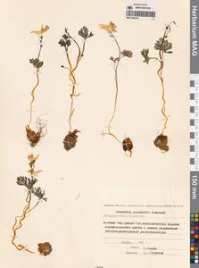 Corydalis gorodkovii Karav., Siberia, Chukotka & Kamchatka (S7) (Russia)