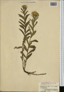 Pentanema germanicum (L.) D. Gut. Larr., Santos-Vicente, Anderb., E. Rico & M. M. Mart. Ort., Caucasus, Dagestan (K2) (Russia)