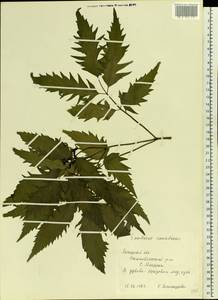 Sambucus canadensis L., Eastern Europe, Central forest-and-steppe region (E6) (Russia)