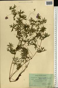 Geranium sanguineum L., Eastern Europe, South Ukrainian region (E12) (Ukraine)