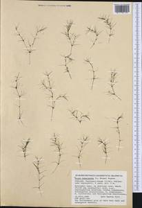 Najas tenuissima (A.Braun ex Magnus) Magnus, Western Europe (EUR) (Finland)