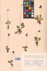 Primula cuneifolia Ledeb., Siberia, Russian Far East (S6) (Russia)