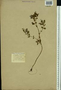 Agrimonia eupatoria L., Eastern Europe (no precise locality) (E0) (Not classified)