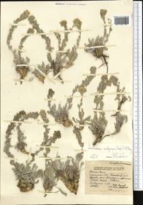 Smelowskia calycina (Stephan) C.A. Mey., Middle Asia, Northern & Central Tian Shan (M4) (Kyrgyzstan)