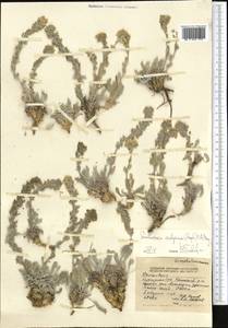 Smelowskia calycina (Stephan ex Willd.) C. A. Mey., Middle Asia, Northern & Central Tian Shan (M4) (Kyrgyzstan)