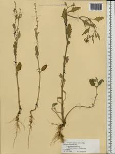 Atriplex patens (Litv.) Iljin, Eastern Europe, Lower Volga region (E9) (Russia)