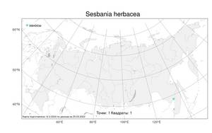 Sesbania herbacea (Mill.) McVaugh, Atlas of the Russian Flora (FLORUS) (Russia)