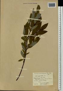 Salix phylicifolia L., Eastern Europe, Northern region (E1) (Russia)