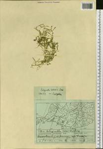 Lycopodioides helvetica (L.) Kuntze, Siberia, Russian Far East (S6) (Russia)