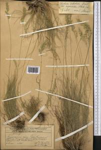 Festuca valesiaca Schleich. ex Gaudin, Middle Asia, Western Tian Shan & Karatau (M3) (Kazakhstan)