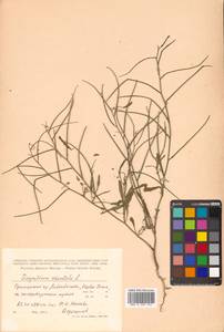 Sisymbrium orientale L., Siberia, Russian Far East (S6) (Russia)