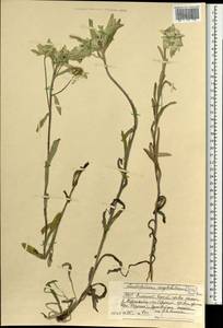 Leontopodium conglobatum (Turcz.) Hand.-Mazz., Mongolia (MONG) (Mongolia)