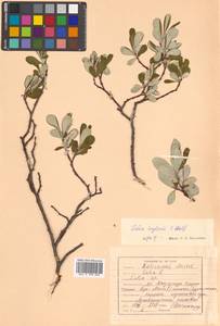 Salix krylovii E. L. Wolf, Siberia, Russian Far East (S6) (Russia)