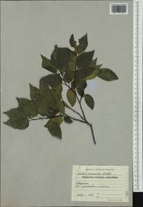 Celtis australis subsp. caucasica (Willd.) C. C. Townsend, Western Europe (EUR) (Bulgaria)