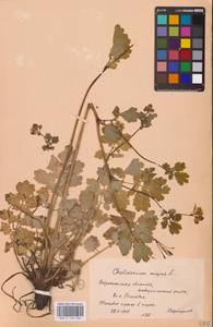 Chelidonium majus L., Eastern Europe, Central forest-and-steppe region (E6) (Russia)