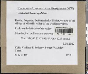 Orthotrichum cupulatum Hoffm. ex Brid., Bryophytes, Bryophytes - North Caucasus & Ciscaucasia (B12) (Russia)