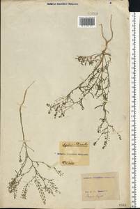 Lepidium ruderale L., Eastern Europe, North Ukrainian region (E11) (Ukraine)