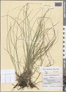 Carex brunnescens (Pers.) Poir., Eastern Europe, Northern region (E1) (Russia)