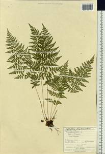 Cystopteris fragilis (L.) Bernh., Eastern Europe, West Ukrainian region (E13) (Ukraine)