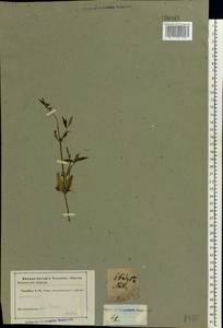 Spermacoce, Eastern Europe, Central forest-and-steppe region (E6) (Russia)