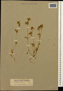 Trifolium scabrum L., Caucasus, Azerbaijan (K6) (Azerbaijan)