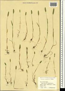 Phleum paniculatum Huds., Crimea (KRYM) (Russia)