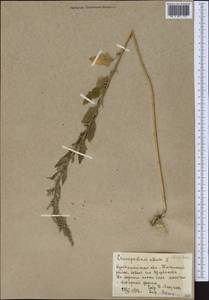 Chenopodium album L., Middle Asia, Northern & Central Kazakhstan (M10) (Kazakhstan)