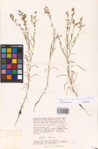 Spergularia marina (L.) Besser, Eastern Europe, Lower Volga region (E9) (Russia)