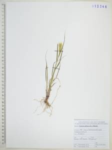 Setaria pumila (Poir.) Roem. & Schult., Siberia, Russian Far East (S6) (Russia)