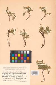 Sibbaldianthe bifurca (L.) Kurtto & T. Erikss., Siberia, Russian Far East (S6) (Russia)