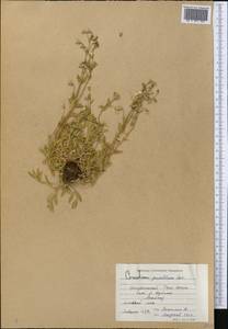 Cerastium pusillum Ser., Middle Asia, Northern & Central Tian Shan (M4) (Kyrgyzstan)