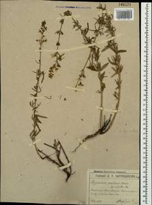 Hypericum lydium Boiss., Crimea (KRYM) (Russia)