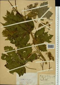 Heracleum dissectum Ledeb., Siberia, Altai & Sayany Mountains (S2) (Russia)