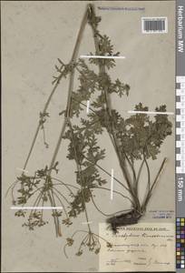 Aulacospermum tianschanicum (Korovin) C. Norman, Middle Asia, Western Tian Shan & Karatau (M3) (Uzbekistan)