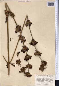 Phlomoides tadshikistanica (B.Fedtsch.) Adylov, Kamelin & Makhm., Middle Asia, Pamir & Pamiro-Alai (M2) (Tajikistan)