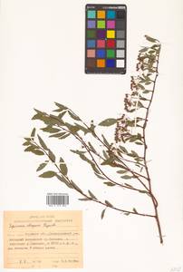 Spiraea flexuosa Fisch. ex Cambess., Siberia, Russian Far East (S6) (Russia)