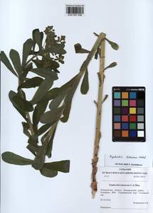 KUZ 001 538, Euphorbia pilosa L., Siberia, Altai & Sayany Mountains (S2) (Russia)