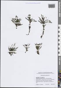 Pedicularis palustris L., Eastern Europe, North-Western region (E2) (Russia)